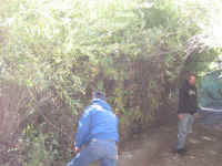 Cherry07 (8).JPG (149789 bytes)