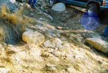 Debbie (0).jpg (196905 bytes)