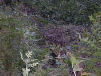 tmc082810 (10).jpg (157706 bytes)