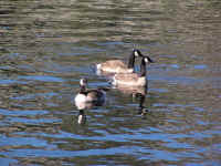 P6220040.JPG (174394 bytes)